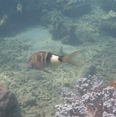 Parupeneus multifasciatus