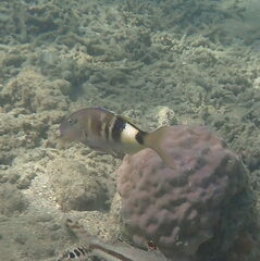 Parupeneus multifasciatus