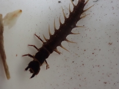 Archichauliodes diversus