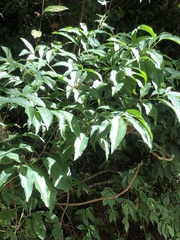 Ardisia virens