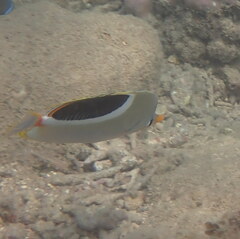 Chaetodon ephippium