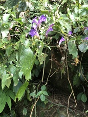 Strobilanthes formosana