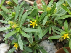 Synedrella nodiflora