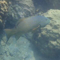 Plectropomus leopardus