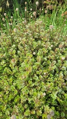 Acaena anserinifolia