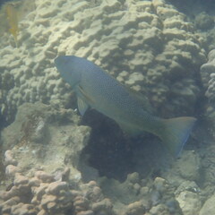 Plectropomus leopardus