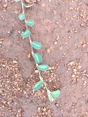 Alysicarpus vaginalis