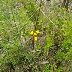Diuris brevifolia