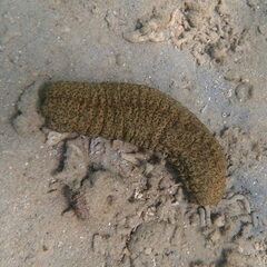 Stichopus herrmanni