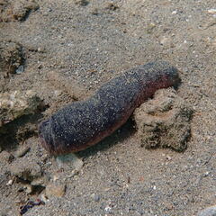 Holothuria edulis