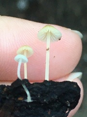 Hemimycena