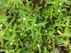 Oldenlandia corymbosa
