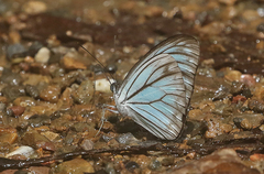 Pareronia hippia