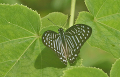 Graphium macareus