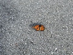 Danaus plexippus
