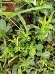 Xenostegia tridentata