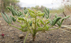 Lupinus brevicaulis