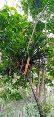 Aechmea latifolia