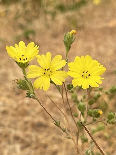 Lagophylla glandulosa A.Gray