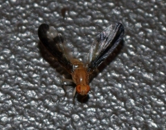 Toxonevra superba