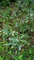 Ohwia caudata