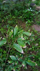 Ohwia caudata