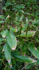 Ohwia caudata