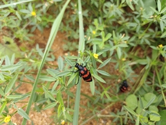 Hycleus biundulatus