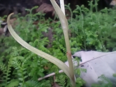 Pterostylis banksii