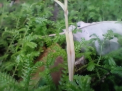 Pterostylis banksii