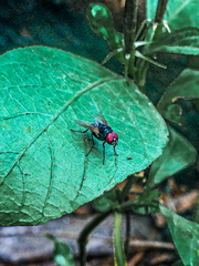 Hydrotaea chalcogaster
