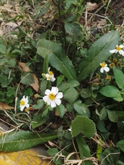 Bidens odorata