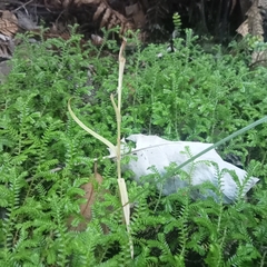 Pterostylis banksii