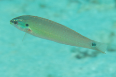 Pseudocoris bleekeri