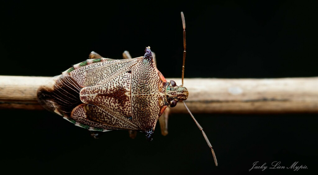 Montrouzierellus turneri