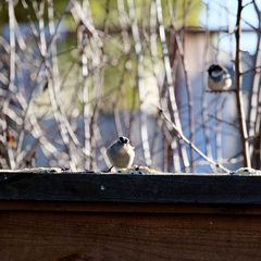 Zonotrichia leucophrys