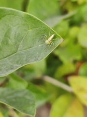 Oxyopes macilentus