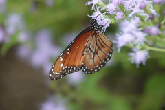 Danaus eresimus