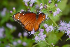 Danaus eresimus