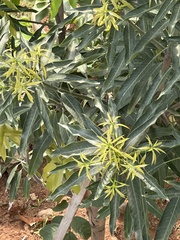 Mangifera indica