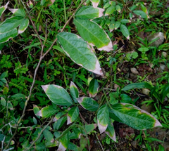 Ohwia caudata