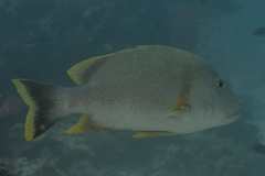 Lutjanus rivulatus