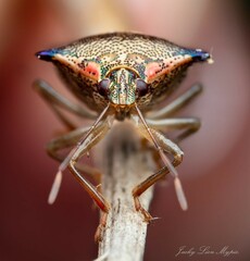 Montrouzierellus turneri