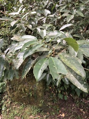 Turpinia ternata