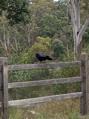 Corvus coronoides