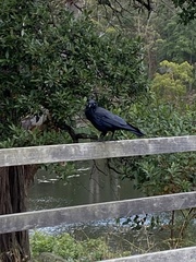 Corvus coronoides