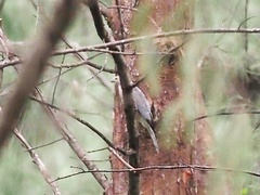 Accipiter badius