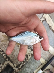 Acheilognathus macropterus