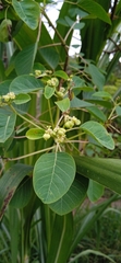 Euphorbia cotinifolia