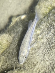 Fundulus majalis